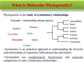 What is Molecular Phylogenetics?
Phylogenetics is the study of evolutionary relationships.
Snakes
Crocodiles Birds
Lizards
Rodents
Primates
Marsupials
Example - relationship among species crocodiles
birds
lizards
snakes
rodents
primates
marsupials
• Systematics is an analytical approach to understanding the diversity
and relationships of organisms, both present-day and extinct.
• Systematists use morphological, biochemical, and molecular
comparisons to infer evolutionary relationships.
 