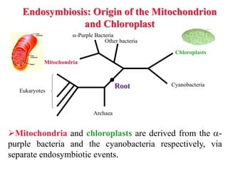 Endosymbiosis: Origin of the Mitochondrion
and Chloroplast
Mitochondria and chloroplasts are derived from the -
purple bacteria and the cyanobacteria respectively, via
separate endosymbiotic events.
Eukaryotes
Archaea
Mitochondria
-Purple Bacteria
Other bacteria
Cyanobacteria
Chloroplasts
Root
 