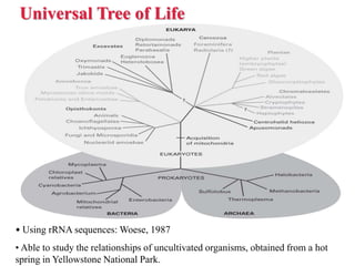 Universal Tree of Life
• Using rRNA sequences: Woese, 1987
• Able to study the relationships of uncultivated organisms, obtained from a hot
spring in Yellowstone National Park.
 