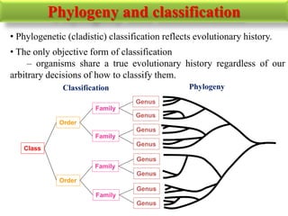 • Phylogenetic (cladistic) classification reflects evolutionary history.
• The only objective form of classification
– organisms share a true evolutionary history regardless of our
arbitrary decisions of how to classify them.
Phylogeny and classification
Class
Order
Order
Family
Family
Family
Genus
Genus
Genus
Genus
Genus
Genus
Family
Genus
Genus
PhylogenyClassification
 