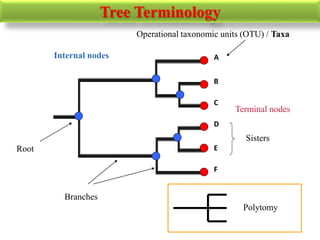 Tree Terminology
Terminal nodes
Internal nodes A
B
C
D
F
E
Operational taxonomic units (OTU) / Taxa
Sisters
Root
Branches
Polytomy
 