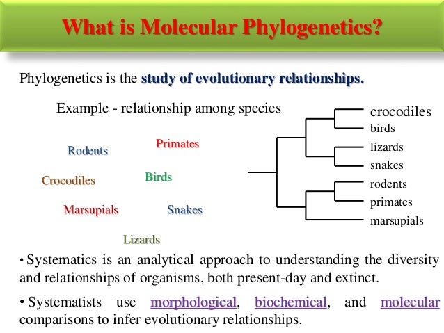 what is molecular phylogenetics
