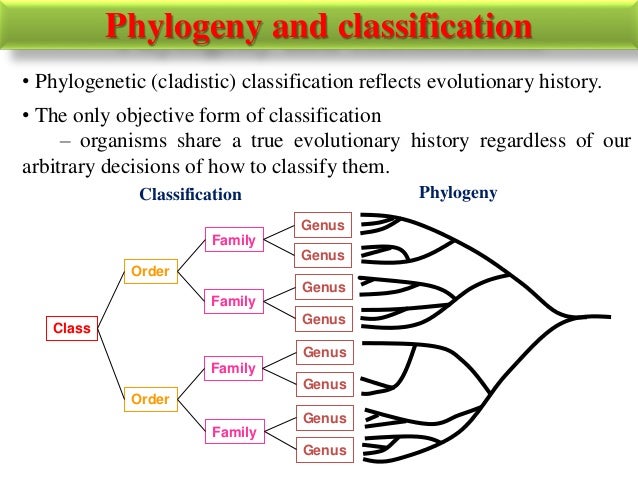 what is important to make molecular phylogenetic links