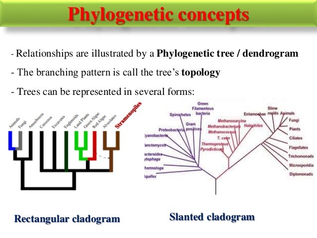 what is molecular phylogenetics
