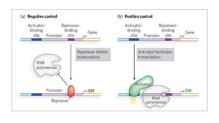 Regulation of gene expression | PPTX