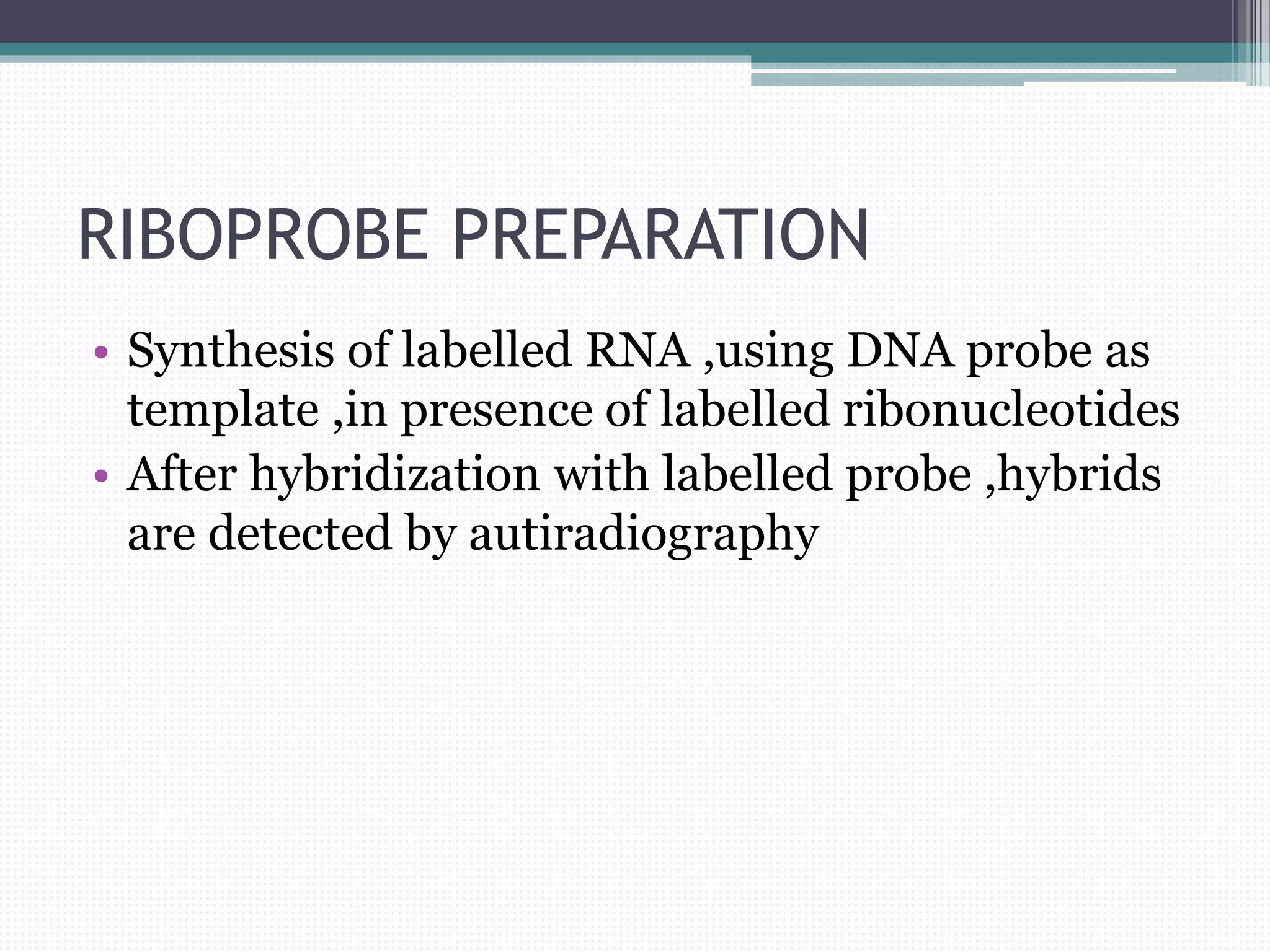 RIBOPROBE PREPARATION
• Synthesis of labelled RNA ,using DNA probe as
template ,in presence of labelled ribonucleotides
• After hybridization with labelled probe ,hybrids
are detected by autiradiography
 