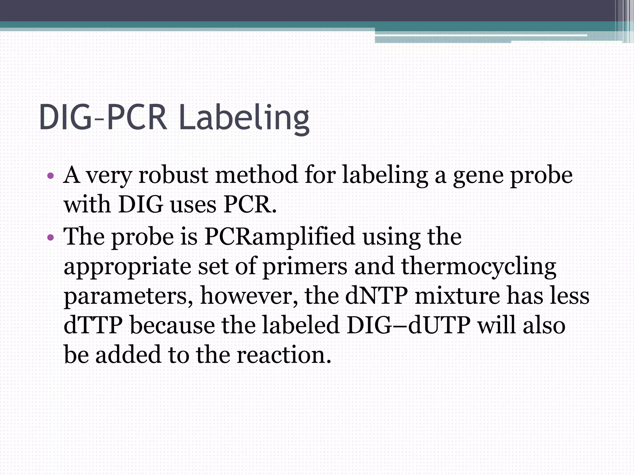 DIG–PCR Labeling
• A very robust method for labeling a gene probe
with DIG uses PCR.
• The probe is PCRamplified using the
appropriate set of primers and thermocycling
parameters, however, the dNTP mixture has less
dTTP because the labeled DIG–dUTP will also
be added to the reaction.
 