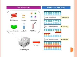 Molecular profiling of breast cancer | PPTX