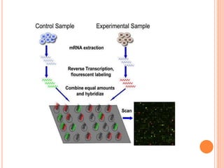 Molecular profiling of breast cancer | PPTX