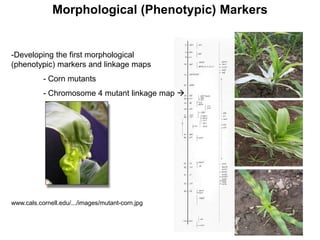 Morphological (Phenotypic) Markers
-Developing the first morphological
(phenotypic) markers and linkage maps
- Corn mutants
- Chromosome 4 mutant linkage map 
www.cals.cornell.edu/.../images/mutant-corn.jpg
 