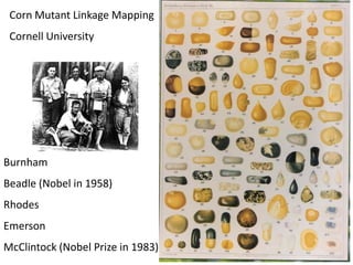 Corn Mutant Linkage Mapping
Cornell University
Burnham
Beadle (Nobel in 1958)
Rhodes
Emerson
McClintock (Nobel Prize in 1983)
 