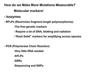 How do we Make More Mutations Measurable?
Molecular markers!
- Isozymes
- RFLPs (Restriction fragment length polymorphisms):
-The first genetic markers
- Require a lot of DNA, blotting and radiation
-”Rock Solid” markers for amplifying across species
- PCR (Polymerase Chain Reaction)
-Very little DNA needed
-AFLPs
-SSRs
-Sequencing and SNPs
 