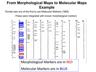 From Morphological Maps to Molecular Maps
Example
Tomato was one of the first to use Molecular Markers (1985)
-These were integrated with known morphological markers
Morphological Markers are in RED
Molecular Markers are in BLUE
 