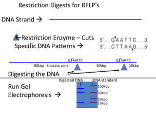 Restriction Digests for RFLP’s
DNA Strand 
Restriction Enzyme – Cuts
Specific DNA Patterns 
100kbp
50kbp
20kbp
10kbp
80kbp - kilobase pairs 50kbp 10kbp
G/AATTC G/AATTC
Digesting the DNA
Run Gel
Electrophoresis 
DNA standardDigested DNA
 