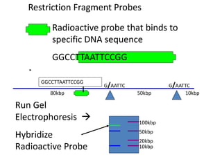 Restriction Fragment Probes
100kbp
50kbp
20kbp
10kbp
80kbp 50kbp 10kbp
G/AATTC G/AATTC
Radioactive probe that binds to
specific DNA sequence
GGCCTTAATTCCGG
GGCCTTAATTCCGG
Run Gel
Electrophoresis 
Hybridize
Radioactive Probe
 