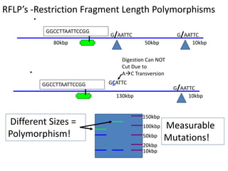 GCATTC
RFLP’s -Restriction Fragment Length Polymorphisms
100kbp
50kbp
20kbp
10kbp
130kbp 10kbp
G/AATTC
GGCCTTAATTCCGG
80kbp 50kbp 10kbp
G/AATTC G/AATTC
GGCCTTAATTCCGG
150kbp
Different Sizes =
Polymorphism!
Measurable
Mutations!
Digestion Can NOT
Cut Due to
AC Transversion
 