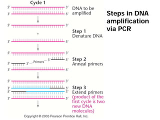 Steps in DNA
amplification
via PCR
 