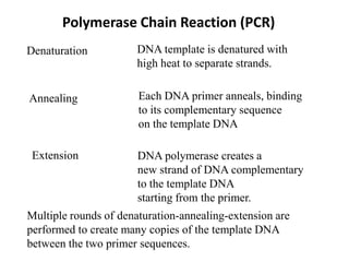 Polymerase Chain Reaction (PCR)
Denaturation
Each DNA primer anneals, binding
to its complementary sequence
on the template DNA
DNA template is denatured with
high heat to separate strands.
Annealing
Extension DNA polymerase creates a
new strand of DNA complementary
to the template DNA
starting from the primer.
Multiple rounds of denaturation-annealing-extension are
performed to create many copies of the template DNA
between the two primer sequences.
 