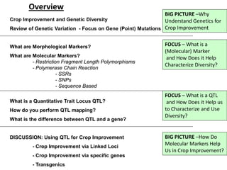 Crop Improvement and Genetic Diversity
Review of Genetic Variation - Focus on Gene (Point) Mutations
What are Morphological Markers?
What are Molecular Markers?
- Restriction Fragment Length Polymorphisms
- Polymerase Chain Reaction
- SSRs
- SNPs
- Sequence Based
What is a Quantitative Trait Locus QTL?
How do you perform QTL mapping?
What is the difference between QTL and a gene?
DISCUSSION: Using QTL for Crop Improvement
- Crop Improvement via Linked Loci
- Crop Improvement via specific genes
- Transgenics
BIG PICTURE –Why
Understand Genetics for
Crop Improvement
FOCUS – What is a
(Molecular) Marker
and How Does it Help
Characterize Diversity?
BIG PICTURE –How Do
Molecular Markers Help
Us in Crop Improvement?
Overview
FOCUS – What is a QTL
and How Does it Help us
to Characterize and Use
Diversity?
 
