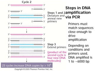 Primers must
match sequences
close enough to
drive
amplification
Depending on
conditions and
primers used,
DNA amplified is
1 to ~6000 bp
Steps in DNA
amplification
via PCR
 