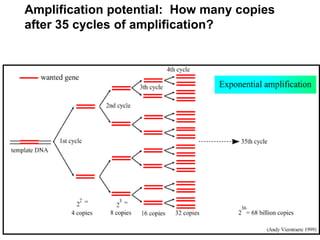 Amplification potential: How many copies
after 35 cycles of amplification?
 