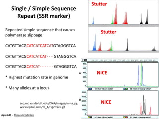 Single / Simple Sequence
Repeat (SSR marker)
Repeated simple sequence that causes
polymerase slippage
CATGTTACGCATCATCATCATGTAGGGTCA
CATGTTACGCATCATCAT- - - GTAGGGTCA
CATGTTACGCATCAT- - - - - - GTAGGGTCA
* Highest mutation rate in genome
* Many alleles at a locus
seq.mc.vanderbilt.edu/DNA/images/mma.jpg
www.epibio.com/f6_1/Fig2trace.gif
NICE
NICE
Stutter
Stutter
Agro 643 – Molecular Markers
 