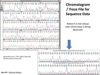 Chromatagram
/ Trace File for
Sequence Data
Notice it is not always
clear which base is being
observed.
genecodes.com/.../Var_detail_report.gif
bioinformatics.utmem.edu
Agro 643 – Molecular Markers
 