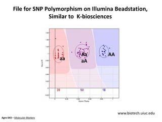 File for SNP Polymorphism on Illumina Beadstation,
Similar to K-biosciences
www.biotech.uiuc.edu
aa
AAAa
aA
Agro 643 – Molecular Markers
 