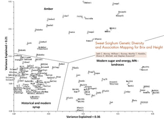 Variance Explained = 0.36
VarianceExplained=0.21
Modern sugar and energy, MN -
landraces
Historical and modern
syrup
Amber
 