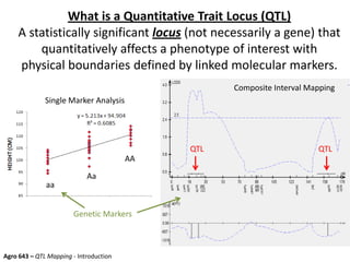 What is a Quantitative Trait Locus (QTL)
A statistically significant locus (not necessarily a gene) that
quantitatively affects a phenotype of interest with
physical boundaries defined by linked molecular markers.
aa
Aa
AA
Single Marker Analysis
QTLQTL
Composite Interval Mapping
Agro 643 – QTL Mapping - Introduction
Genetic Markers
 