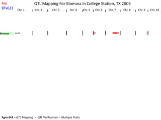 Crude_protein_leafCrude_protein_leafCrude_protein_leaf
Lignin_leafLignin_leafLignin_leafLignin_leafLignin_leafLignin_leafLignin_leafLignin_leaf
Hemicellulose_leafHemicellulose_leafHemicellulose_leaf
Cellulose_leafCellulose_leaf
Crude_protein_stem(%solids)Crude_protein_stem(%solids)Crude_protein_stem(%solids)Crude_protein_stem(%solids)
Lignin_stem(%solids)Lignin_stem(%solids)Lignin_stem(%solids)Lignin_stem(%solids)Lignin_stem(%solids)
Hemi-cellulose_stem(%solids)Hemi-cellulose_stem(%solids)
Cellulose_stem_(%solids)
Thousand_Seed_WeightThousand_Seed_WeightThousand_Seed_WeightThousand_Seed_WeightThousand_Seed_WeightThousand_Seed_WeightThousand_Seed_WeightThousand_Seed_WeightThousand_Seed_WeightThousand_Seed_WeightThousand_Seed_WeightThousand_Seed_Weight
ADF_grainADF_grainADF_grainADF_grainADF_grain
Crude_protein_grainCrude_protein_grainCrude_protein_grainCrude_protein_grainCrude_protein_grainCrude_protein_grainCrude_protein_grainCrude_protein_grainCrude_protein_grain
Fat_grainFat_grainFat_grainFat_grainFat_grain
Starch_grainStarch_grainStarch_grainStarch_grainStarch_grainStarch_grainStarch_grain
BrixBrixBrixBrixBrixBrix
Sugar_yieldSugar_yieldSugar_yieldSugar_yieldSugar_yieldSugar_yield
Leaf_dry_matter_yieldLeaf_dry_matter_yieldLeaf_dry_matter_yieldLeaf_dry_matter_yieldLeaf_dry_matter_yieldLeaf_dry_matter_yield
Stem_structural_dry_yieldStem_structural_dry_yieldStem_structural_dry_yieldStem_structural_dry_yieldStem_structural_dry_yieldStem_structural_dry_yieldStem_structural_dry_yieldStem_structural_dry_yield
Grain_dry_matter_yieldGrain_dry_matter_yieldGrain_dry_matter_yieldGrain_dry_matter_yieldGrain_dry_matter_yieldGrain_dry_matter_yieldGrain_dry_matter_yield
Total_Biomass_dry_yieldTotal_Biomass_dry_yieldTotal_Biomass_dry_yieldTotal_Biomass_dry_yieldTotal_Biomass_dry_yieldTotal_Biomass_dry_yieldTotal_Biomass_dry_yield
Mean_stem_thickness
stand_densitystand_densitystand_densitystand_densitystand_densitystand_densitystand_densitystand_densitystand_densitystand_density
Flowering_timeFlowering_timeFlowering_timeFlowering_time
Hgt_(cm)Hgt_(cm)Hgt_(cm)Hgt_(cm)Hgt_(cm)Hgt_(cm)
QTL Mapping For Biomass in College Station, TX 2005
Height
Flower
Tiller
S diameter
Biomass
Grain
Stem
Leaf
Sugar
Brix
G starch
G fat
G protein
G fiber
G 1K Wt.
S cellulose
S h-cellu
S lignin
S protein
L Cellulose
L h-cellul
L lignin
L protein
Chr. 1 Chr. 3Chr. 2 Chr. 4 Chr. 5 Chr. 6 Chr. 7 Chr. 8 Chr. 9 Chr. 10
Rio
BTx623
Agro 643 – QTL Mapping – QTL Verification – Multiple Traits
 