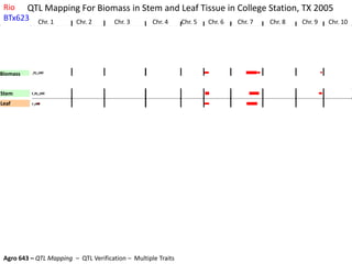 Crude_protein_leafCrude_protein_leafCrude_protein_leaf
Lignin_leafLignin_leafLignin_leafLignin_leafLignin_leafLignin_leafLignin_leafLignin_leaf
Hemicellulose_leafHemicellulose_leafHemicellulose_leaf
Cellulose_leafCellulose_leaf
Crude_protein_stem(%solids)Crude_protein_stem(%solids)Crude_protein_stem(%solids)Crude_protein_stem(%solids)
Lignin_stem(%solids)Lignin_stem(%solids)Lignin_stem(%solids)Lignin_stem(%solids)Lignin_stem(%solids)
Hemi-cellulose_stem(%solids)Hemi-cellulose_stem(%solids)
Cellulose_stem_(%solids)
Thousand_Seed_WeightThousand_Seed_WeightThousand_Seed_WeightThousand_Seed_WeightThousand_Seed_WeightThousand_Seed_WeightThousand_Seed_WeightThousand_Seed_WeightThousand_Seed_WeightThousand_Seed_WeightThousand_Seed_WeightThousand_Seed_Weight
ADF_grainADF_grainADF_grainADF_grainADF_grain
Crude_protein_grainCrude_protein_grainCrude_protein_grainCrude_protein_grainCrude_protein_grainCrude_protein_grainCrude_protein_grainCrude_protein_grainCrude_protein_grain
Fat_grainFat_grainFat_grainFat_grainFat_grain
Starch_grainStarch_grainStarch_grainStarch_grainStarch_grainStarch_grainStarch_grain
BrixBrixBrixBrixBrixBrix
Sugar_yieldSugar_yieldSugar_yieldSugar_yieldSugar_yieldSugar_yield
Leaf_dry_matter_yieldLeaf_dry_matter_yieldLeaf_dry_matter_yieldLeaf_dry_matter_yieldLeaf_dry_matter_yieldLeaf_dry_matter_yield
Stem_structural_dry_yieldStem_structural_dry_yieldStem_structural_dry_yieldStem_structural_dry_yieldStem_structural_dry_yieldStem_structural_dry_yieldStem_structural_dry_yieldStem_structural_dry_yield
Grain_dry_matter_yieldGrain_dry_matter_yieldGrain_dry_matter_yieldGrain_dry_matter_yieldGrain_dry_matter_yieldGrain_dry_matter_yieldGrain_dry_matter_yield
Total_Biomass_dry_yieldTotal_Biomass_dry_yieldTotal_Biomass_dry_yieldTotal_Biomass_dry_yieldTotal_Biomass_dry_yieldTotal_Biomass_dry_yieldTotal_Biomass_dry_yield
Mean_stem_thickness
stand_densitystand_densitystand_densitystand_densitystand_densitystand_densitystand_densitystand_densitystand_densitystand_density
Flowering_timeFlowering_timeFlowering_timeFlowering_time
Hgt_(cm)Hgt_(cm)Hgt_(cm)Hgt_(cm)Hgt_(cm)Hgt_(cm)
Height
Flower
Tiller
S diameter
Biomass
Grain
Stem
Leaf
Sugar
Brix
G starch
G fat
G protein
G fiber
G 1K Wt.
S cellulose
S h-cellu
S lignin
S protein
L Cellulose
L h-cellul
L lignin
L protein
Chr. 1 Chr. 3Chr. 2 Chr. 4 Chr. 5 Chr. 6 Chr. 7 Chr. 8 Chr. 9 Chr. 10
Rio
BTx623
Agro 643 – QTL Mapping – QTL Verification – Multiple Traits
QTL Mapping For Biomass in Stem and Leaf Tissue in College Station, TX 2005
 