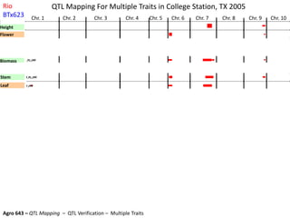 Crude_protein_leafCrude_protein_leafCrude_protein_leaf
Lignin_leafLignin_leafLignin_leafLignin_leafLignin_leafLignin_leafLignin_leafLignin_leaf
Hemicellulose_leafHemicellulose_leafHemicellulose_leaf
Cellulose_leafCellulose_leaf
Crude_protein_stem(%solids)Crude_protein_stem(%solids)Crude_protein_stem(%solids)Crude_protein_stem(%solids)
Lignin_stem(%solids)Lignin_stem(%solids)Lignin_stem(%solids)Lignin_stem(%solids)Lignin_stem(%solids)
Hemi-cellulose_stem(%solids)Hemi-cellulose_stem(%solids)
Cellulose_stem_(%solids)
Thousand_Seed_WeightThousand_Seed_WeightThousand_Seed_WeightThousand_Seed_WeightThousand_Seed_WeightThousand_Seed_WeightThousand_Seed_WeightThousand_Seed_WeightThousand_Seed_WeightThousand_Seed_WeightThousand_Seed_WeightThousand_Seed_Weight
ADF_grainADF_grainADF_grainADF_grainADF_grain
Crude_protein_grainCrude_protein_grainCrude_protein_grainCrude_protein_grainCrude_protein_grainCrude_protein_grainCrude_protein_grainCrude_protein_grainCrude_protein_grain
Fat_grainFat_grainFat_grainFat_grainFat_grain
Starch_grainStarch_grainStarch_grainStarch_grainStarch_grainStarch_grainStarch_grain
BrixBrixBrixBrixBrixBrix
Sugar_yieldSugar_yieldSugar_yieldSugar_yieldSugar_yieldSugar_yield
Leaf_dry_matter_yieldLeaf_dry_matter_yieldLeaf_dry_matter_yieldLeaf_dry_matter_yieldLeaf_dry_matter_yieldLeaf_dry_matter_yield
Stem_structural_dry_yieldStem_structural_dry_yieldStem_structural_dry_yieldStem_structural_dry_yieldStem_structural_dry_yieldStem_structural_dry_yieldStem_structural_dry_yieldStem_structural_dry_yield
Grain_dry_matter_yieldGrain_dry_matter_yieldGrain_dry_matter_yieldGrain_dry_matter_yieldGrain_dry_matter_yieldGrain_dry_matter_yieldGrain_dry_matter_yield
Total_Biomass_dry_yieldTotal_Biomass_dry_yieldTotal_Biomass_dry_yieldTotal_Biomass_dry_yieldTotal_Biomass_dry_yieldTotal_Biomass_dry_yieldTotal_Biomass_dry_yield
Mean_stem_thickness
stand_densitystand_densitystand_densitystand_densitystand_densitystand_densitystand_densitystand_densitystand_densitystand_density
Flowering_timeFlowering_timeFlowering_timeFlowering_time
Hgt_(cm)Hgt_(cm)Hgt_(cm)Hgt_(cm)Hgt_(cm)Hgt_(cm)
Height
Flower
Tiller
S diameter
Biomass
Grain
Stem
Leaf
Sugar
Brix
G starch
G fat
G protein
G fiber
G 1K Wt.
S cellulose
S h-cellu
S lignin
S protein
L Cellulose
L h-cellul
L lignin
L protein
Chr. 1 Chr. 3Chr. 2 Chr. 4 Chr. 5 Chr. 6 Chr. 7 Chr. 8 Chr. 9 Chr. 10
Rio
BTx623
Agro 643 – QTL Mapping – QTL Verification – Multiple Traits
QTL Mapping For Multiple Traits in College Station, TX 2005
 