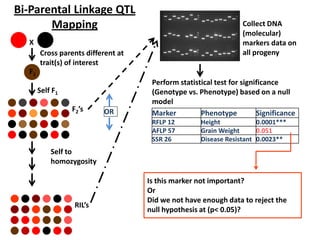 X
Cross parents different at
trait(s) of interest
Self F1
F2’s
F1
Self to
homozygosity
RIL’s
Collect DNA
(molecular)
markers data on
all progeny
Marker Phenotype Significance
RFLP 12 Height 0.0001***
AFLP 57 Grain Weight 0.051
SSR 26 Disease Resistant 0.0023**
OR
Perform statistical test for significance
(Genotype vs. Phenotype) based on a null
model
Is this marker not important?
Or
Did we not have enough data to reject the
null hypothesis at (p< 0.05)?
Bi-Parental Linkage QTL
Mapping
 