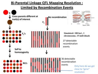 X
Cross parents different at
trait(s) of interest
No recombination
F2’s
F1
Self to
homozygosity
RIL’s
Bi-Parental Linkage QTL Mapping Resolution :
Limited by Recombination Events
36 detectable
recombination
events
27 detectable
recombination
events
Simulated: 100 loci , 1
chromosome, 15 individuals
Only here do we get
close to “gene”
resolution
Raven, 1999.
 