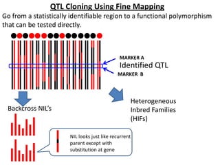 QTL Cloning Using Fine Mapping
Go from a statistically identifiable region to a functional polymorphism
that can be tested directly.
Identified QTL
MARKER A
MARKER B
Backcross NIL’s
Heterogeneous
Inbred Families
(HIFs)
NIL looks just like recurrent
parent except with
substitution at gene
 