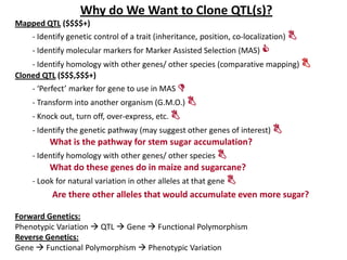 Why do We Want to Clone QTL(s)?
Mapped QTL ($$$$+)
- Identify genetic control of a trait (inheritance, position, co-localization) 
- Identify molecular markers for Marker Assisted Selection (MAS) 
- Identify homology with other genes/ other species (comparative mapping) 
Cloned QTL ($$$,$$$+)
- ‘Perfect’ marker for gene to use in MAS 
- Transform into another organism (G.M.O.) 
- Knock out, turn off, over-express, etc. 
- Identify the genetic pathway (may suggest other genes of interest) 
What is the pathway for stem sugar accumulation?
- Identify homology with other genes/ other species 
What do these genes do in maize and sugarcane?
- Look for natural variation in other alleles at that gene 
Are there other alleles that would accumulate even more sugar?
Forward Genetics:
Phenotypic Variation  QTL  Gene  Functional Polymorphism
Reverse Genetics:
Gene  Functional Polymorphism  Phenotypic Variation
 