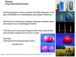 Cloning
Crop Improvement Genes
Cloning the gene is when we know the DNA sequence of the
gene CAUSING the morphological (phenotypic) difference.
We do this by finding and mapping molecular markers closer
and closer to our morphological marker.
This lets us do many neat things for both crop improvement
and evolution studies but is A LOT of work!
Example:
Cloning the First Domestication Gene
- Tomato fw2.2
Doebley JF, Gaut BS, Smith BD (2006) The molecular genetics of crop domestication. Cell. 29;127(7): 1309-21
 