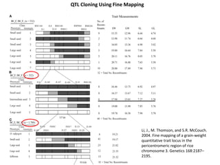 QTL Cloning Using Fine Mapping
Li, J., M. Thomson, and S.R. McCouch.
2004. Fine mapping of a grain-weight
quantitative trait locus in the
pericentromeric region of rice
chromosome 3. Genetics 168:2187–
2195.
 