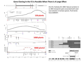 Gene Cloning In the F2 is Possible When There is A Large Effect
150 plants
1000 plants
9000 plants!
Orsi CH, Tanksley SD. 2009. Natural variation in
an ABC transporter gene associated with seed
size evolution in tomato species. PLoS Genet.
5(1):e1000347.
 