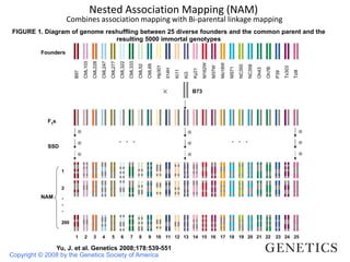 Copyright © 2008 by the Genetics Society of America
Yu, J. et al. Genetics 2008;178:539-551
FIGURE 1. Diagram of genome reshuffling between 25 diverse founders and the common parent and the
resulting 5000 immortal genotypes
Nested Association Mapping (NAM)
Combines association mapping with Bi-parental linkage mapping
 