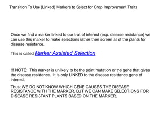 Transition To Use (Linked) Markers to Select for Crop Improvement Traits
Once we find a marker linked to our trait of interest (exp. disease resistance) we
can use this marker to make selections rather then screen all of the plants for
disease resistance.
This is called Marker Assisted Selection
!!! NOTE: This marker is unlikely to be the point mutation or the gene that gives
the disease resistance. It is only LINKED to the disease resistance gene of
interest.
Thus: WE DO NOT KNOW WHICH GENE CAUSES THE DISEASE
RESISTANCE WITH THE MARKER, BUT WE CAN MAKE SELECTIONS FOR
DISEASE RESISTANT PLANTS BASED ON THE MARKER.
 