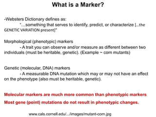 What is a Marker?
-Websters Dictionary defines as:
“…something that serves to identify, predict, or characterize […the
GENETIC VARIATION present]”
Morphological (phenotypic) markers
- A trait you can observe and/or measure as different between two
individuals (must be heritable, genetic). (Example ~ corn mutants)
Genetic (molecular, DNA) markers
- A measurable DNA mutation which may or may not have an effect
on the phenotype (also must be heritable, genetic).
Molecular markers are much more common than phenotypic markers
Most gene (point) mutations do not result in phenotypic changes.
www.cals.cornell.edu/.../images/mutant-corn.jpg
 