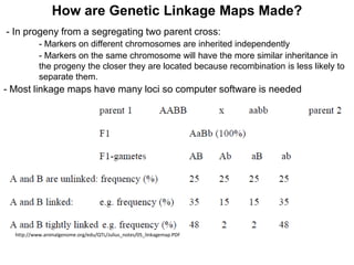How are Genetic Linkage Maps Made?
- In progeny from a segregating two parent cross:
- Markers on different chromosomes are inherited independently
- Markers on the same chromosome will have the more similar inheritance in
the progeny the closer they are located because recombination is less likely to
separate them.
- Most linkage maps have many loci so computer software is needed
http://www.animalgenome.org/edu/QTL/Julius_notes/05_linkagemap.PDF
 