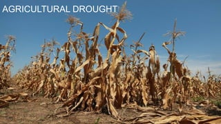 Molecular Biology and Genetic Mechanisms of Plant Drought Tolerance | PPTX
