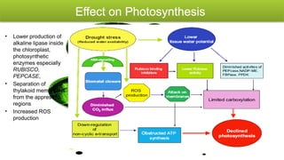 Molecular Biology and Genetic Mechanisms of Plant Drought Tolerance | PPTX