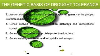 Molecular Biology and Genetic Mechanisms of Plant Drought Tolerance | PPTX