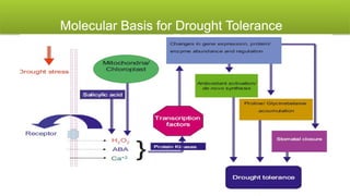 Molecular Biology and Genetic Mechanisms of Plant Drought Tolerance | PPTX