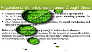 Molecular Biology and Genetic Mechanisms of Plant Drought Tolerance | PPTX