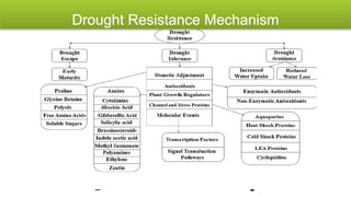 Molecular Biology and Genetic Mechanisms of Plant Drought Tolerance | PPTX